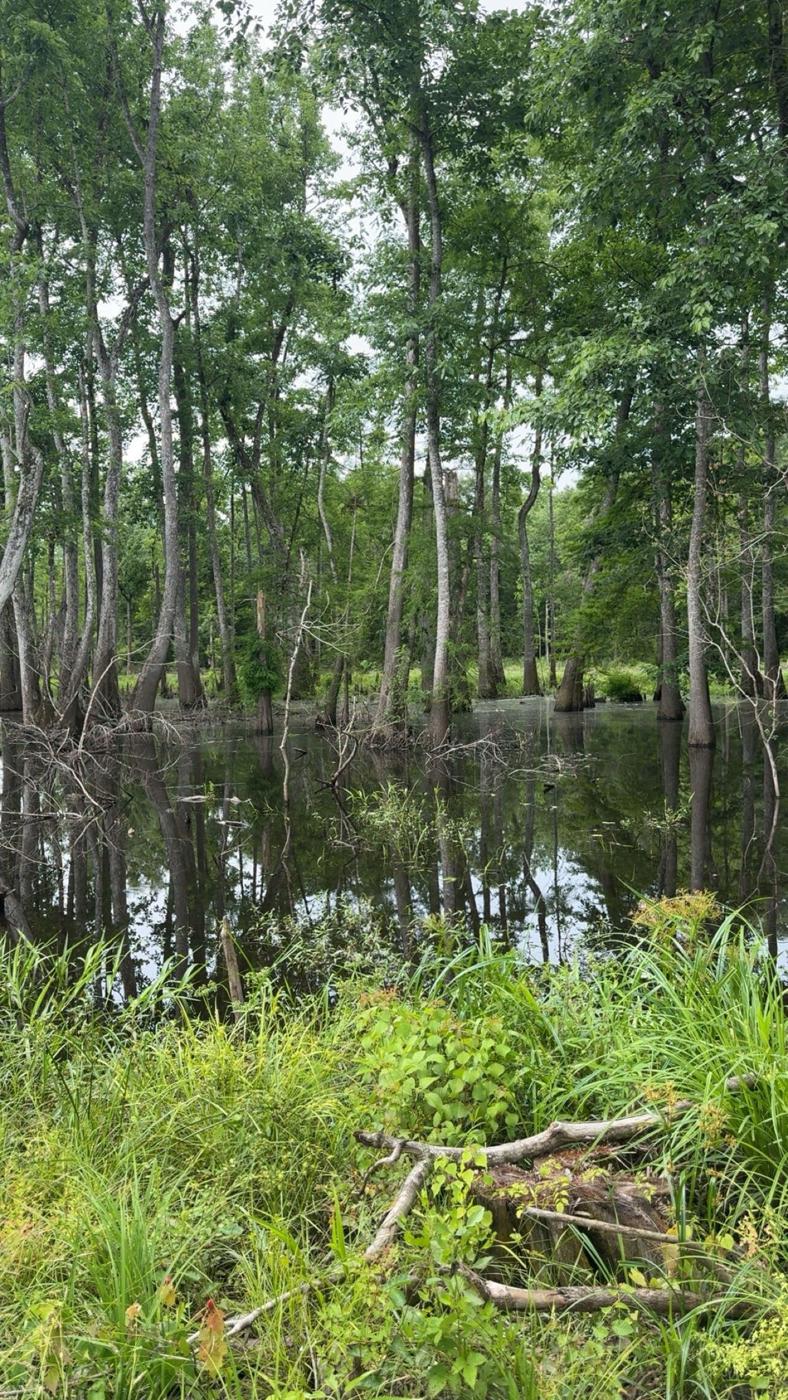 A&L Outfitters Louisiana waterfowl and hog hunting