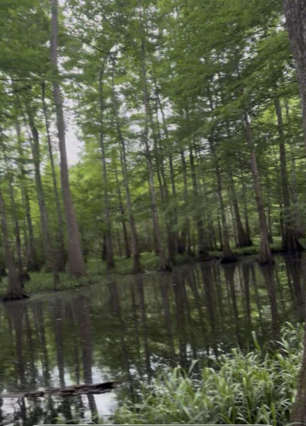 A&L Outfitters Louisiana waterfowl and hog hunting