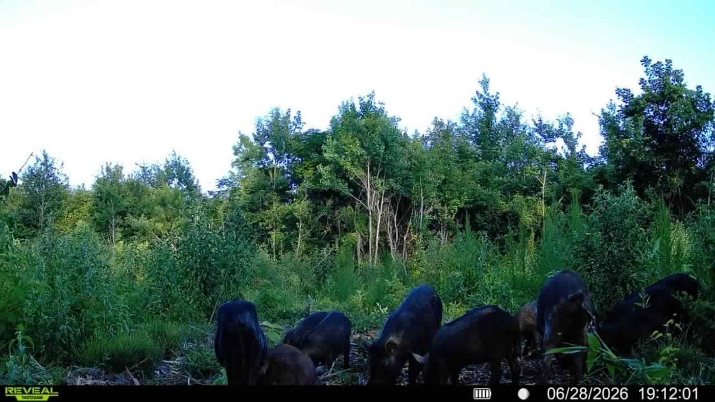 LA Hog Hunts in Louisiana