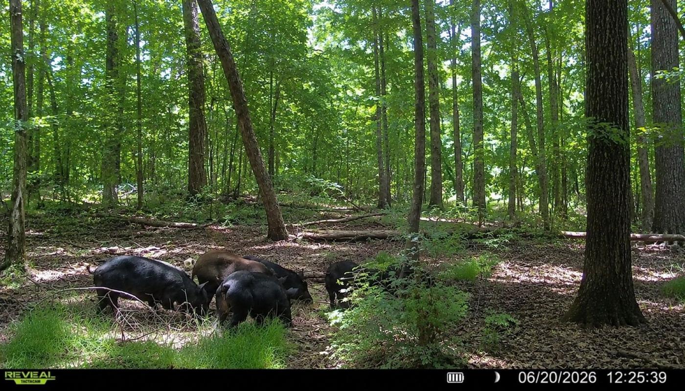 LA Hog Hunts