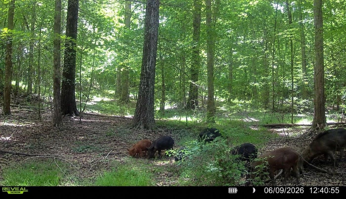 LA Hog Hunts in Louisiana