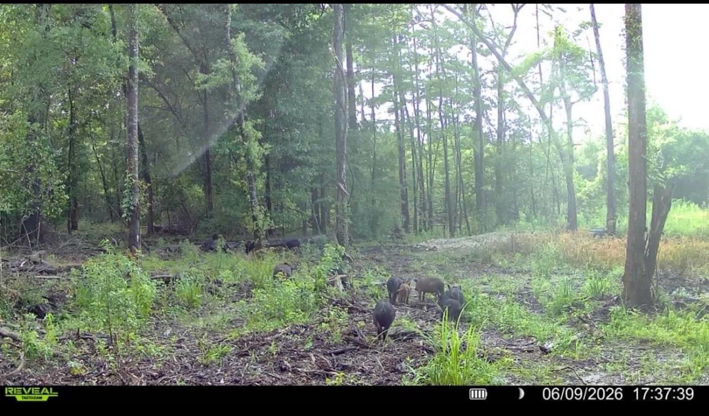 LA Hog Hunts in Louisiana