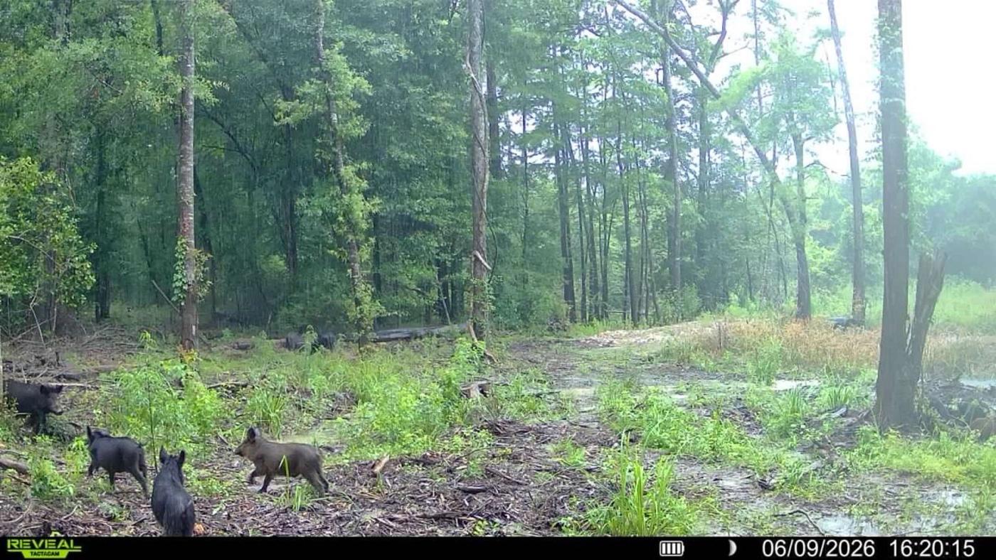 LA Hog Hunts in Louisiana