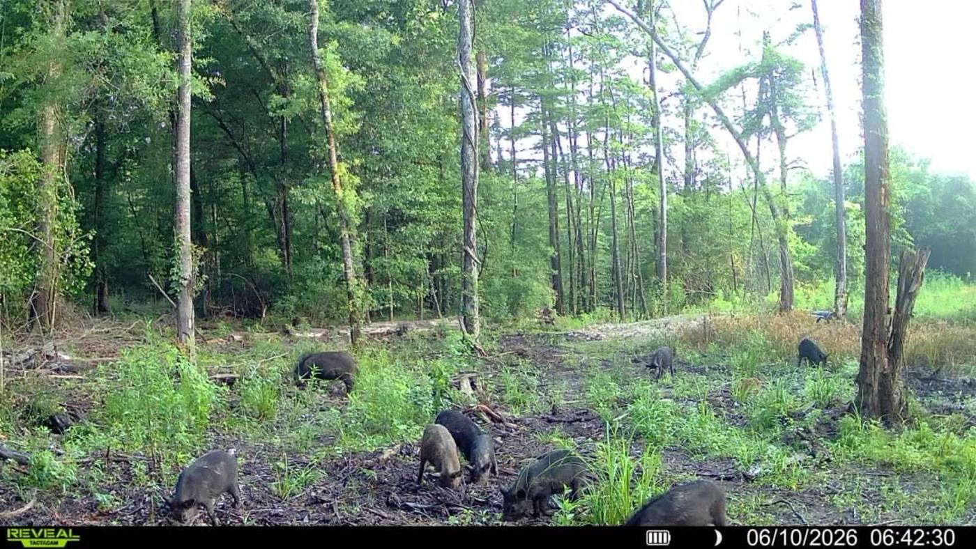 LA Hog Hunts in Louisiana
