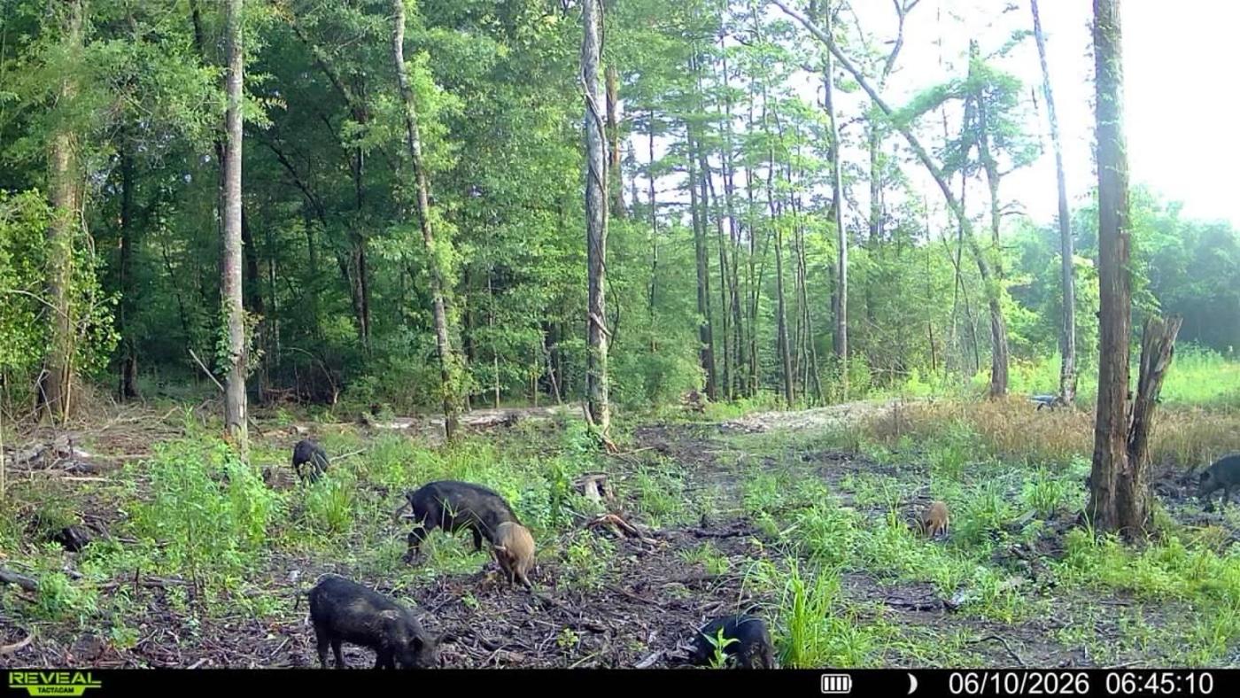 LA Hog Hunts in Louisiana