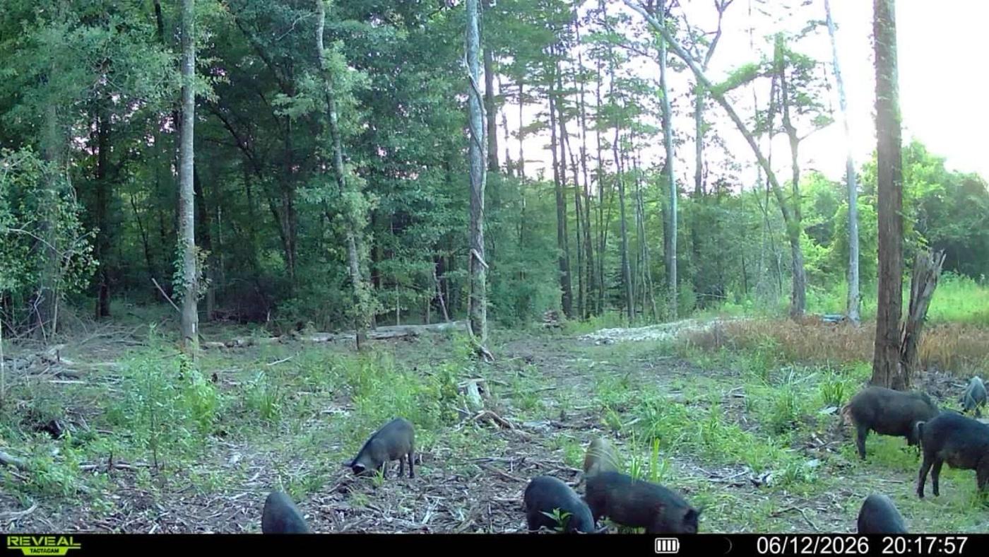 LA Hog Hunts in Louisiana