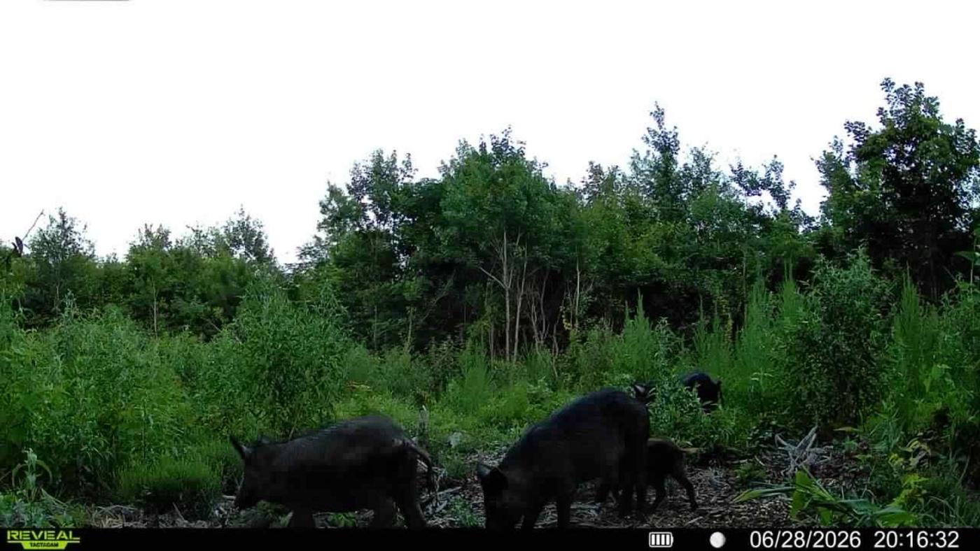 LA Hog Hunts in Louisiana
