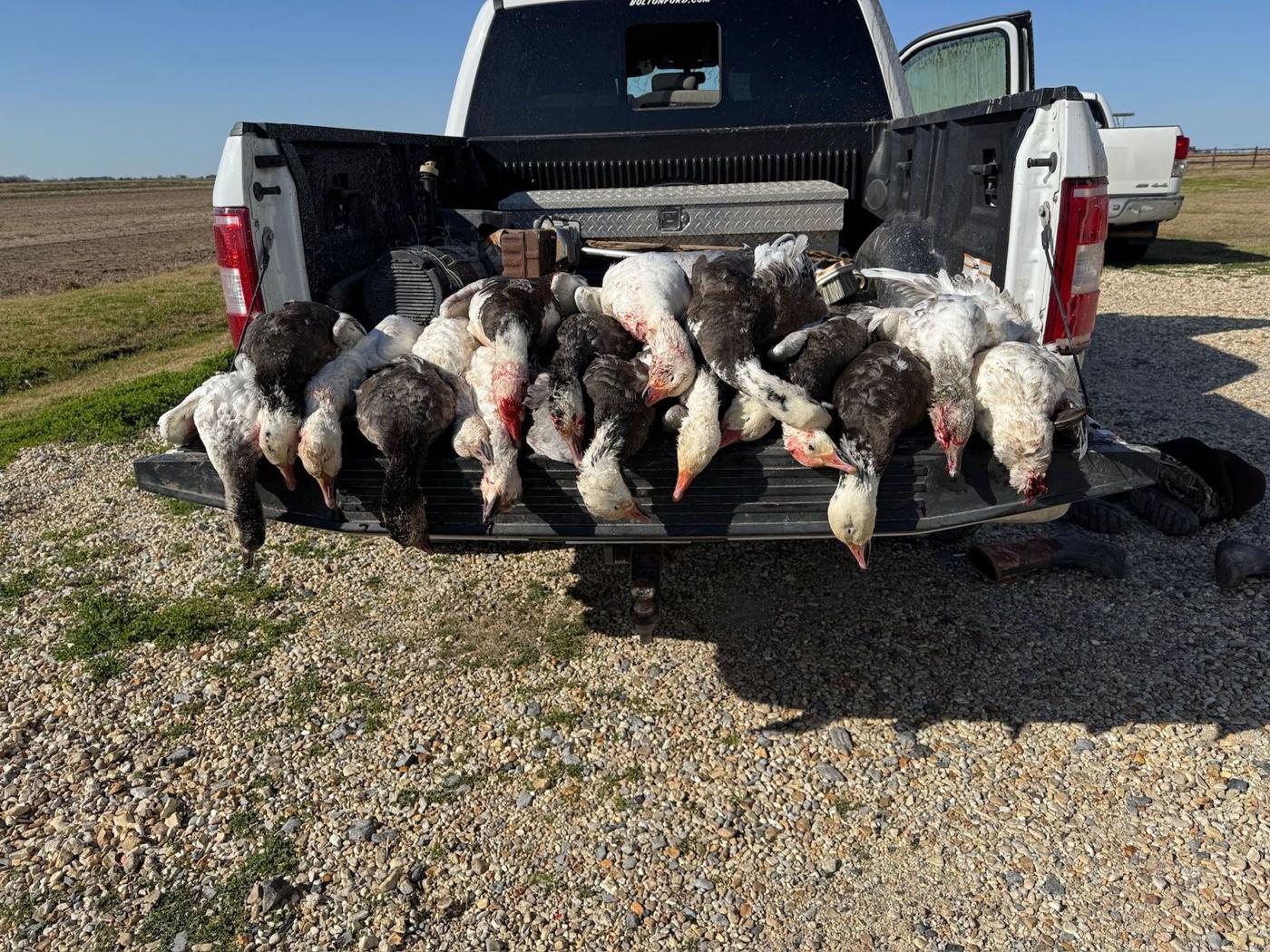 Snow Goose Conservation