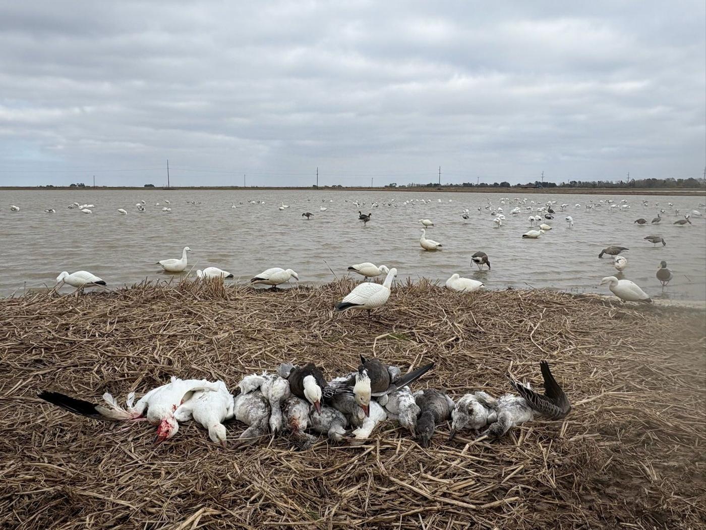 A&L Outfitters Louisiana waterfowl and hog hunting