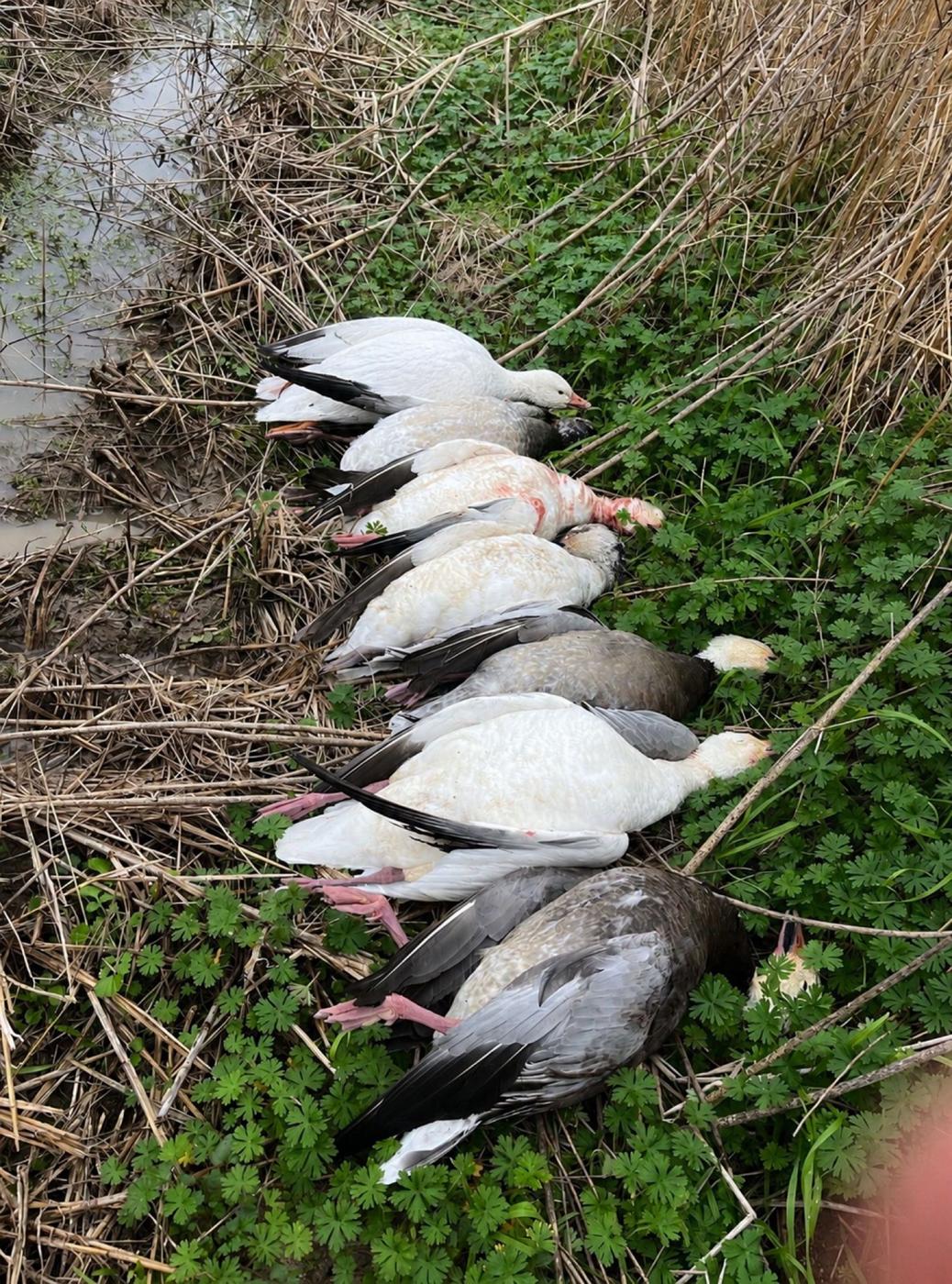A&L Outfitters Louisiana waterfowl and hog hunting
