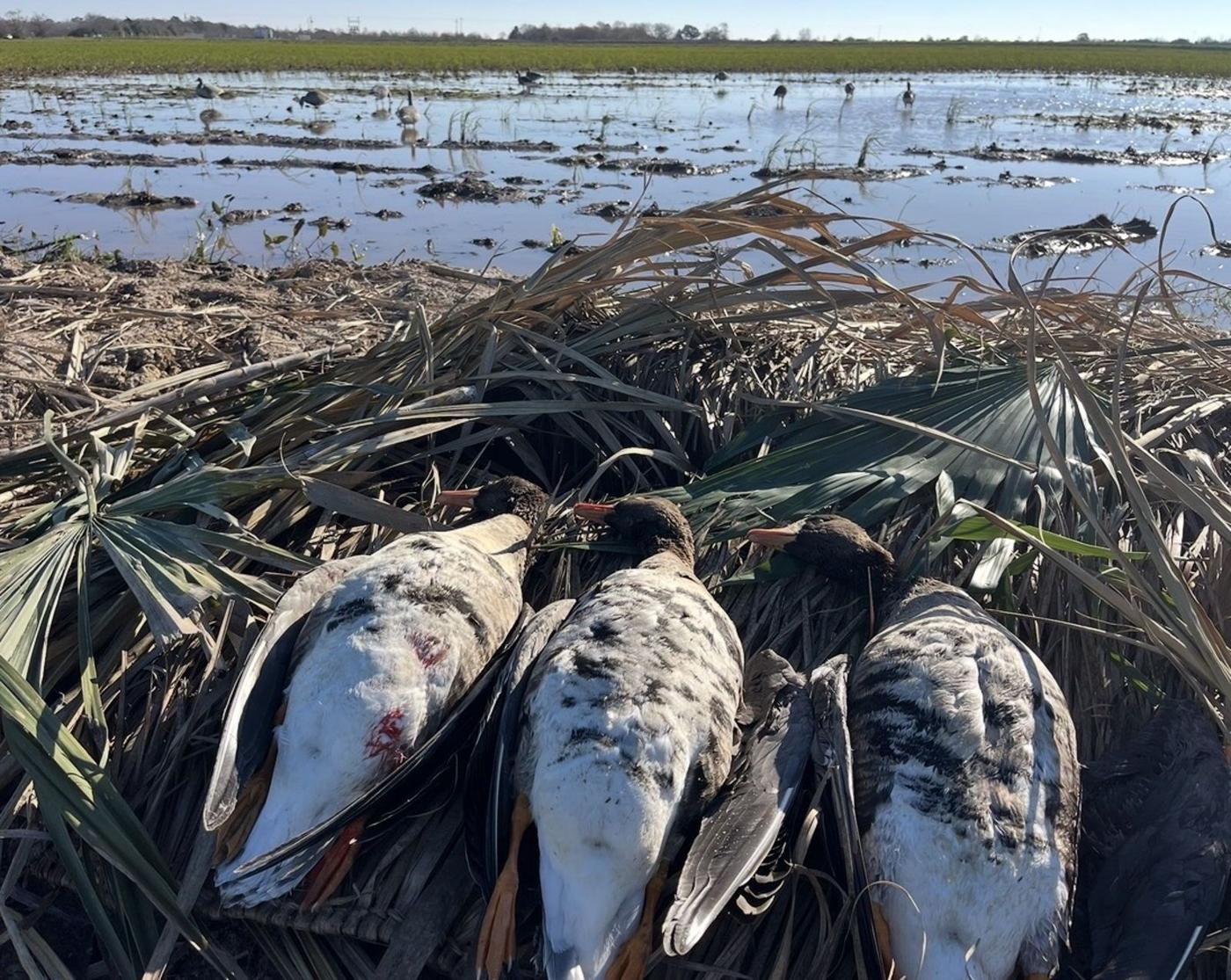 A&L Outfitters Louisiana waterfowl and hog hunting