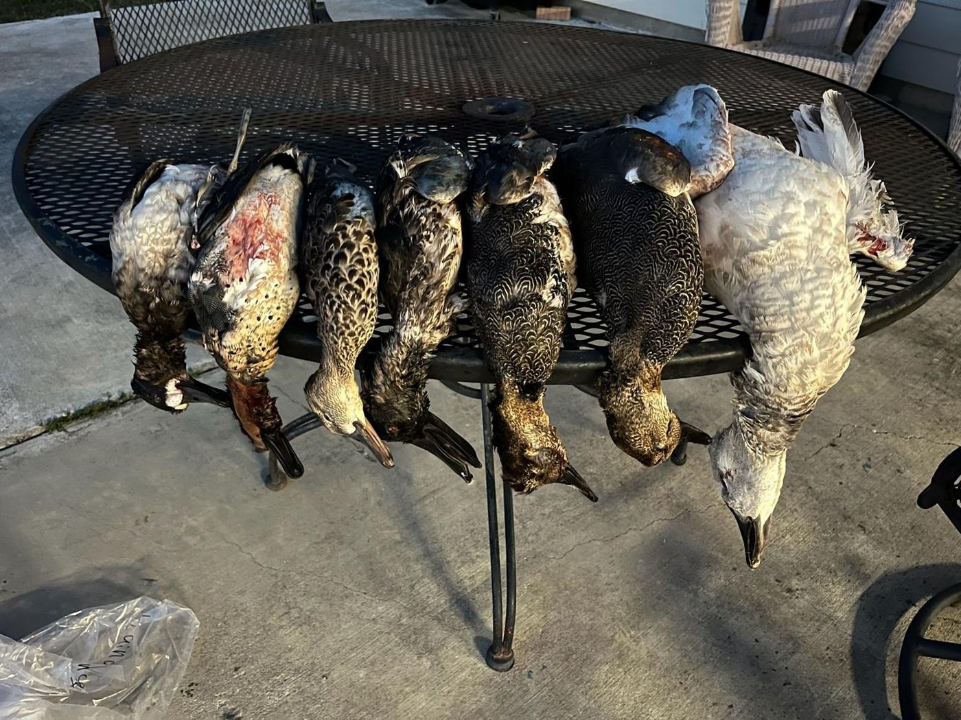 A&L Outfitters Louisiana waterfowl and hog hunting
